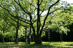 公園の木