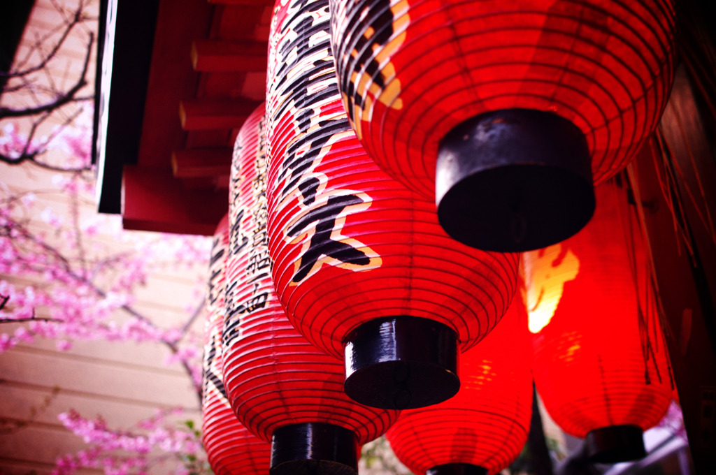 桜と提灯