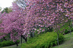 八重桜