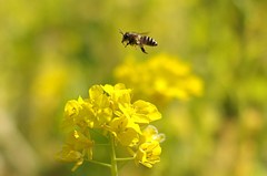 A Hopping Honeybee