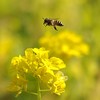 A Hopping Honeybee