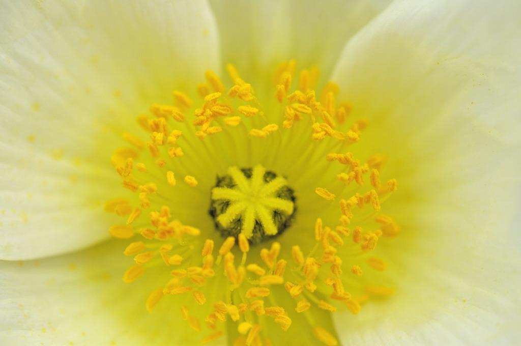 Macro