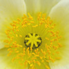 Macro