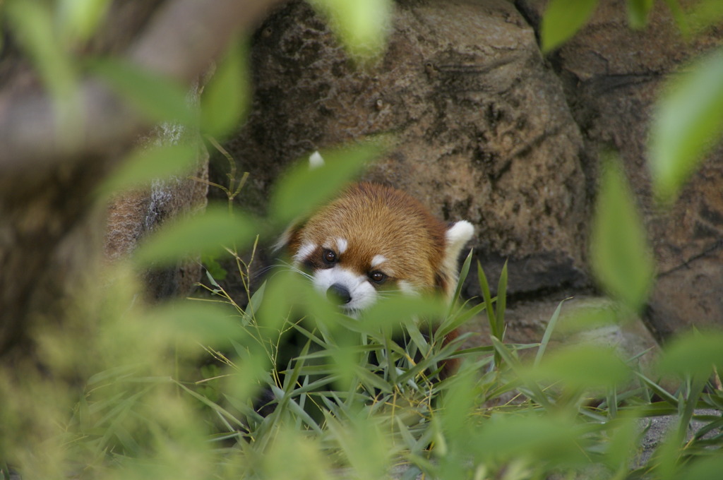 レッサーパンダ