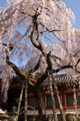 氷室神社-枝垂れ桜2