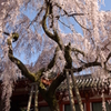 氷室神社-枝垂れ桜2
