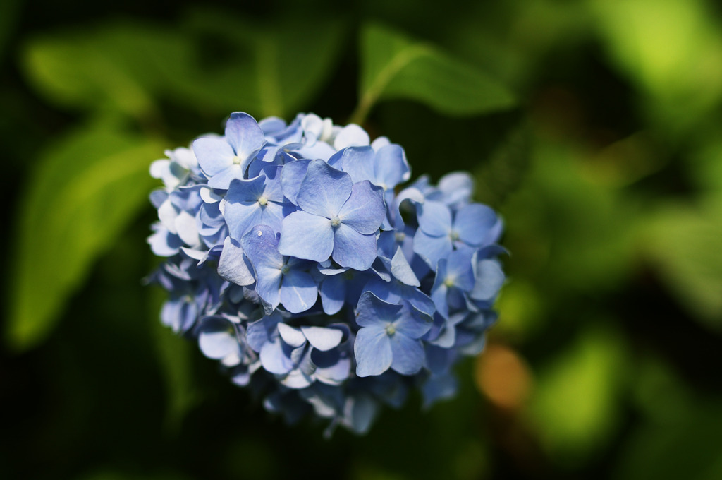 Vivid