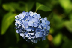 Vivid