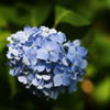 Vivid