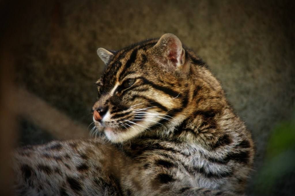 A Big Cat - Toy Camera Like Image -