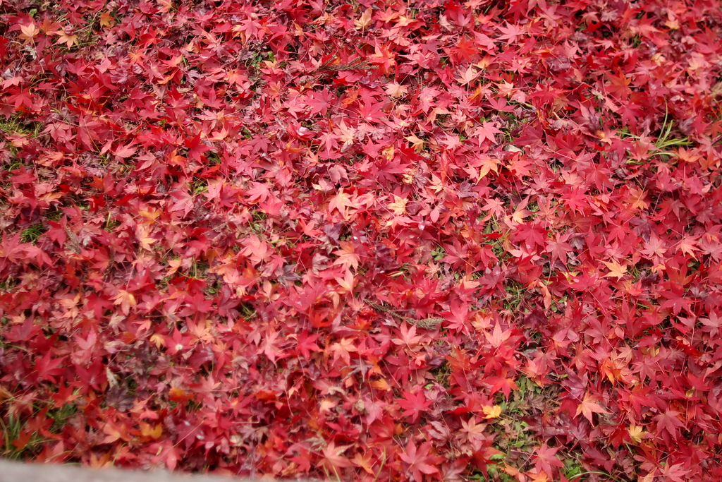 秋を敷き詰めて