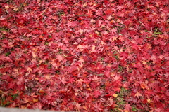 秋を敷き詰めて