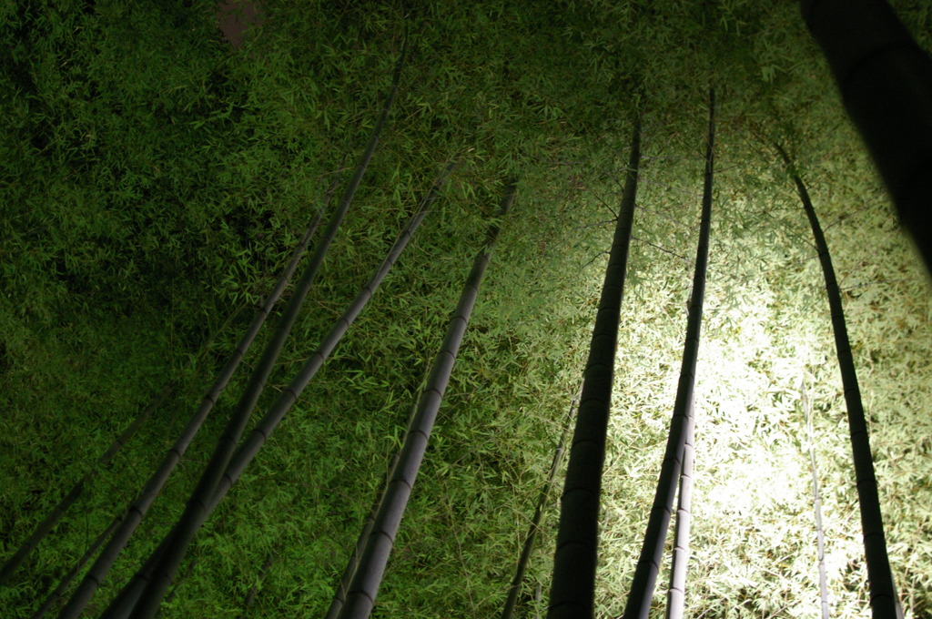 Night Bamboo