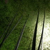 Night Bamboo
