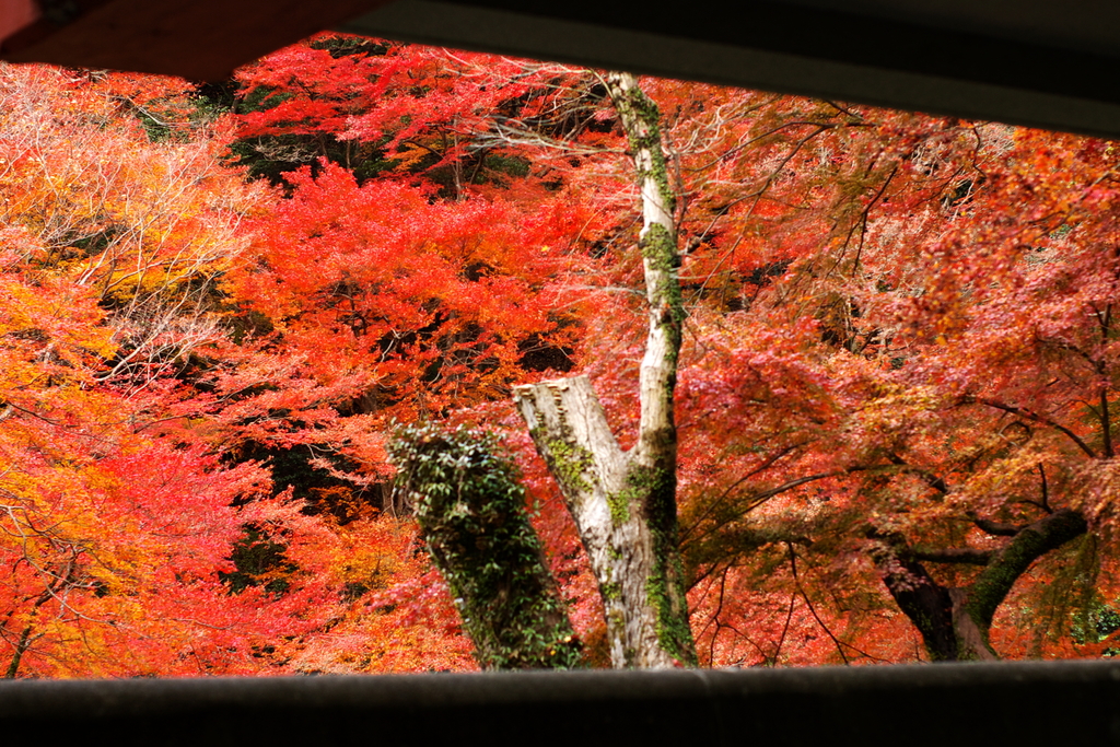 Through The Window