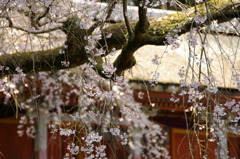 雅