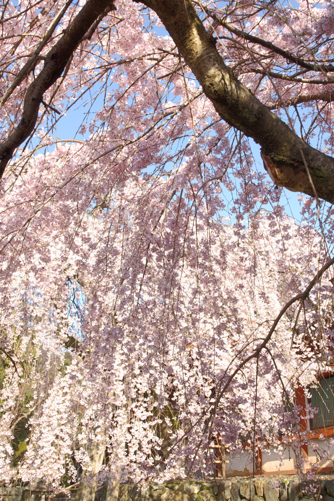 氷室神社-枝垂れ桜