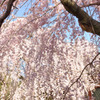 氷室神社-枝垂れ桜