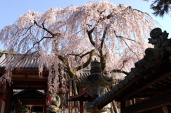 氷室神社-枝垂れ桜4