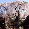 氷室神社-枝垂れ桜4