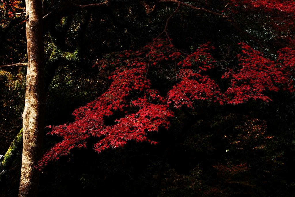 Autumn In The Dark