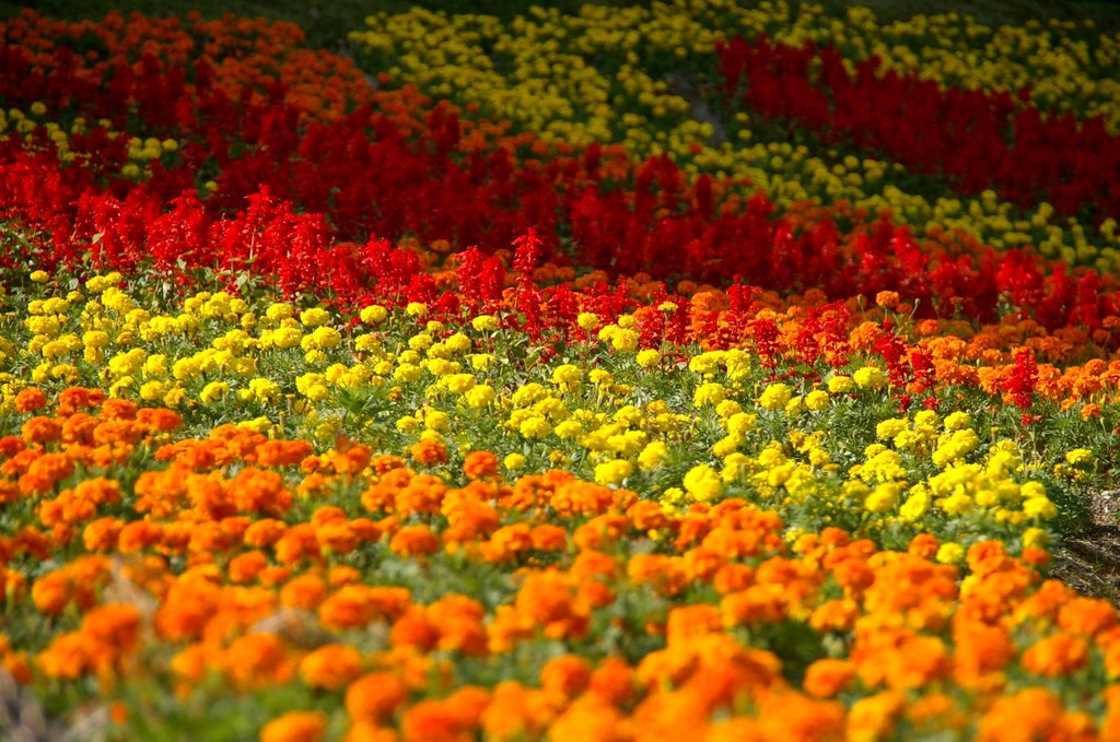 お花畑