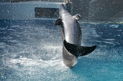 SPLASH!