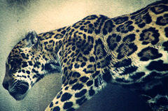 Big Cat