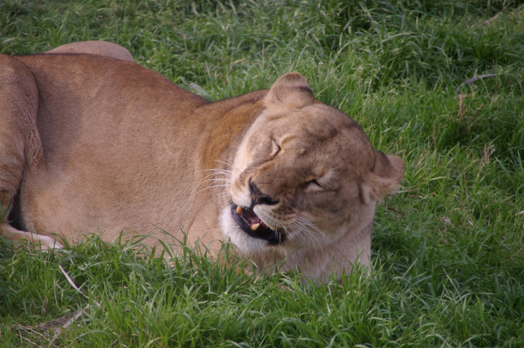 Lioness