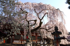 氷室神社-枝垂れ桜3