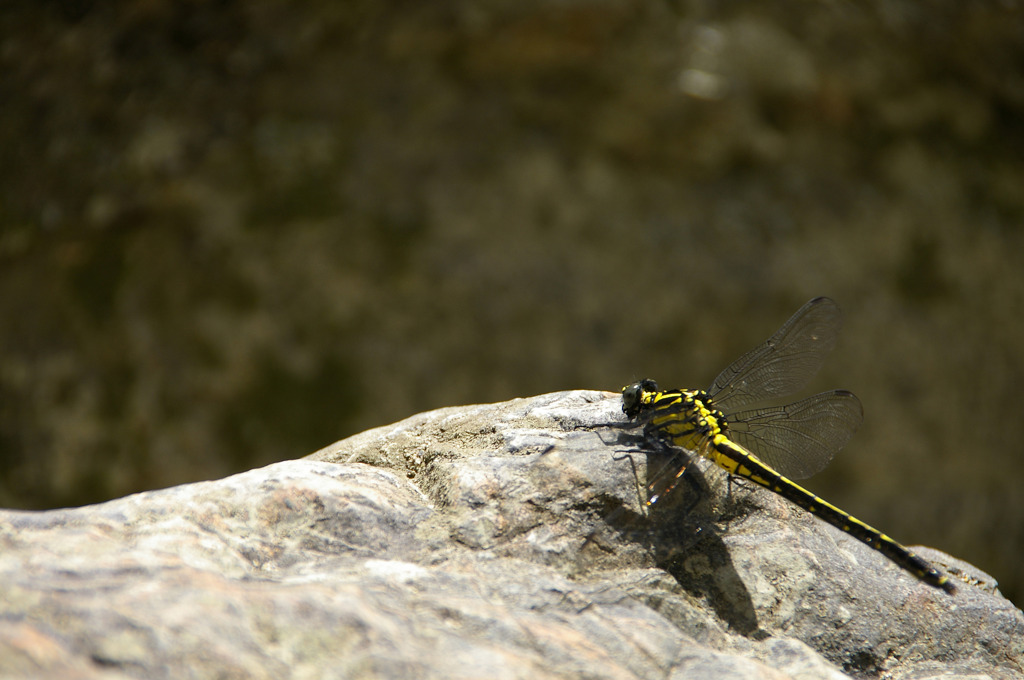 Dragonfly