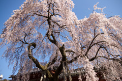 氷室神社-枝垂れ桜5