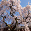 氷室神社-枝垂れ桜5