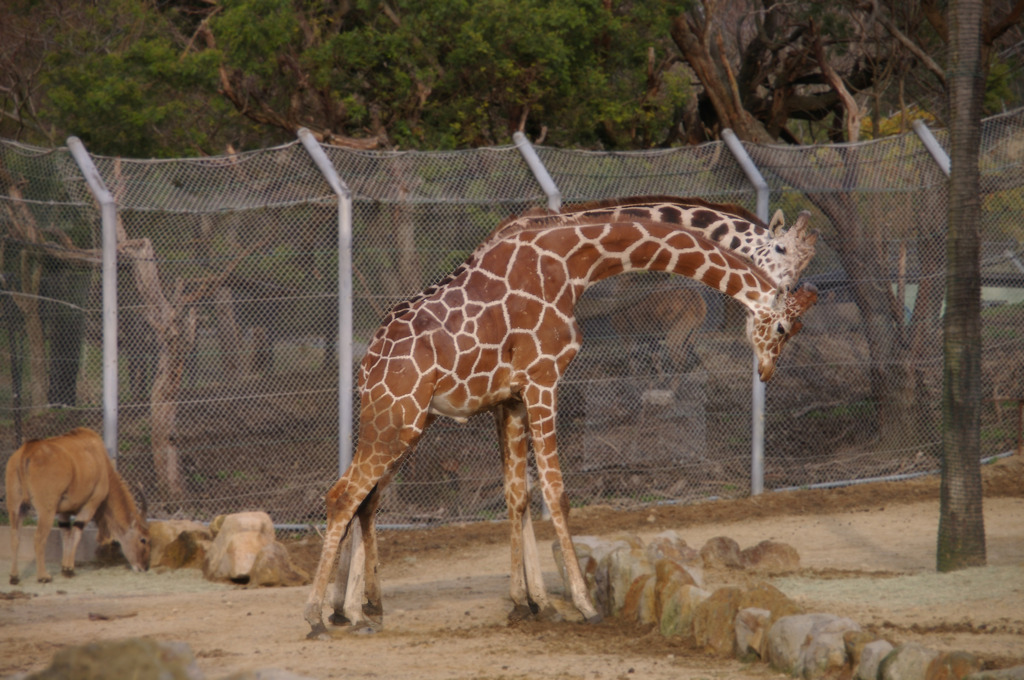 Giraffes