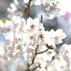 透過