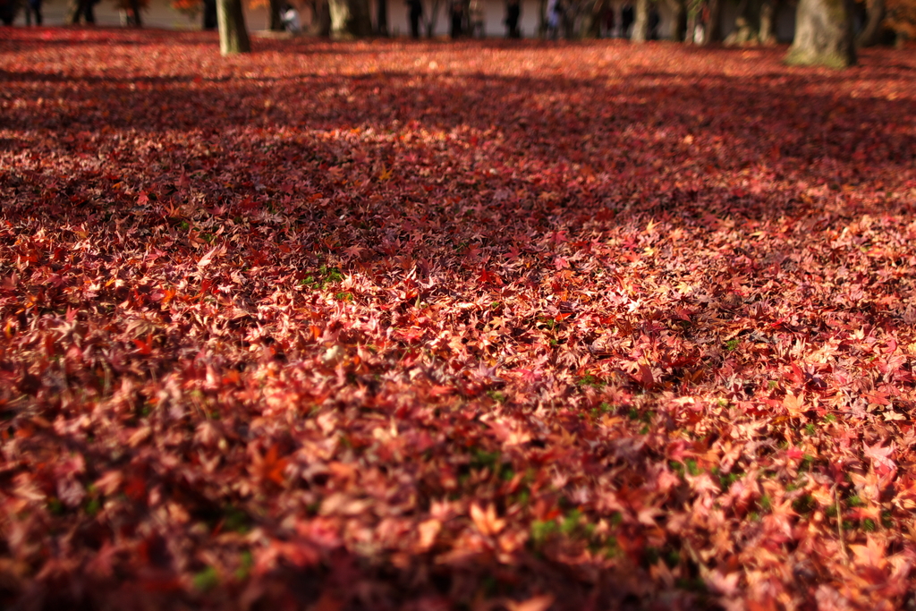 Bed of Fallen Leaves