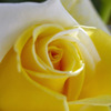 _IGP9685U