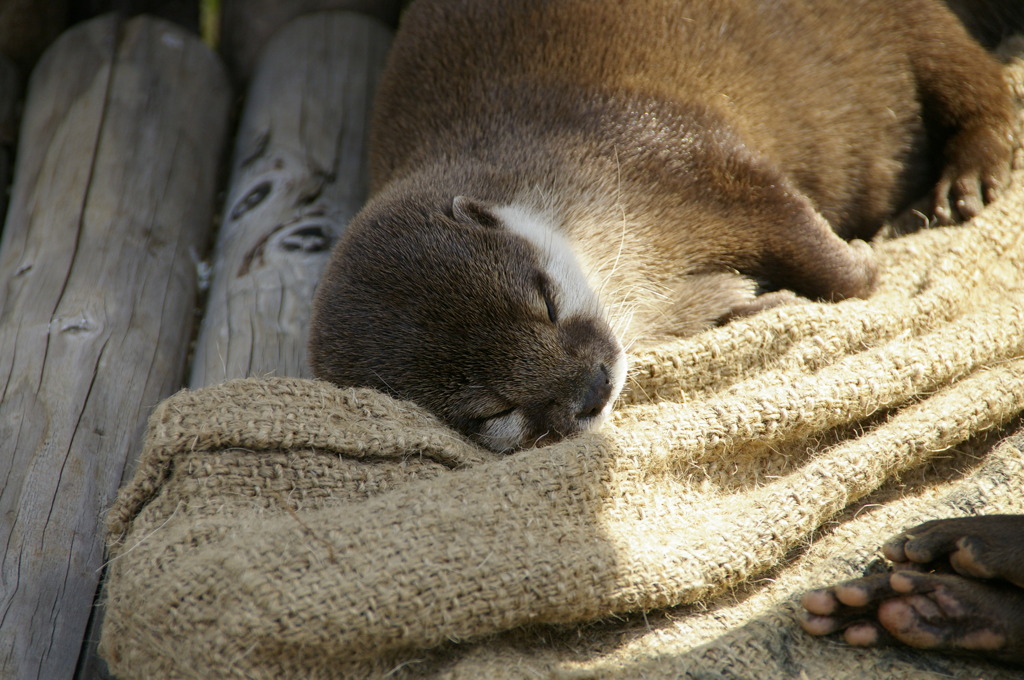 Have A Good Dream