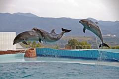 Dolphins