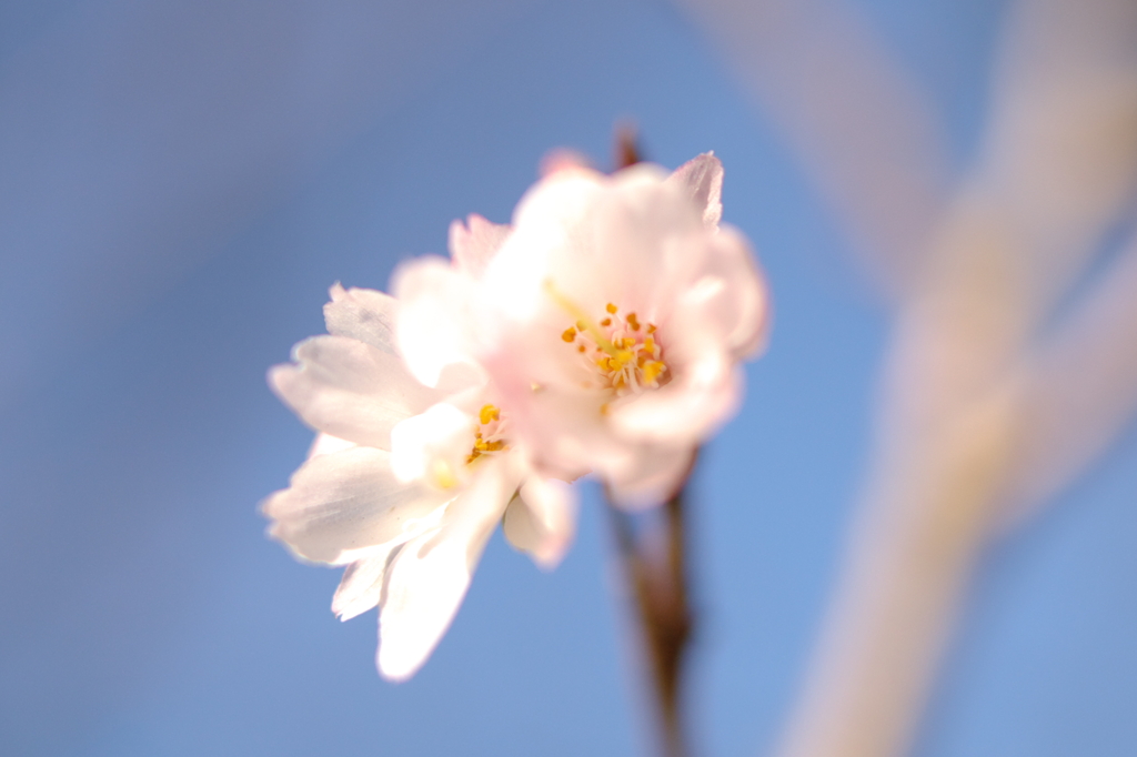 十月桜