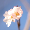 十月桜