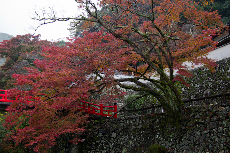 写真サイト用-IMGP1661