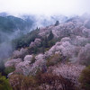 Cherry Blossom in Fog