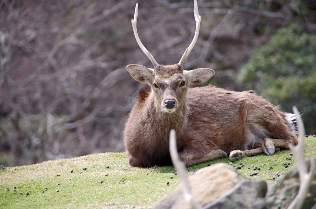 Dear, deer