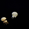 Jelly Fish