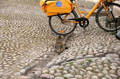 A Cat on Stone Pavement