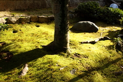 光強ければ影深し