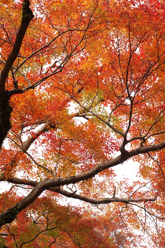 紅葉