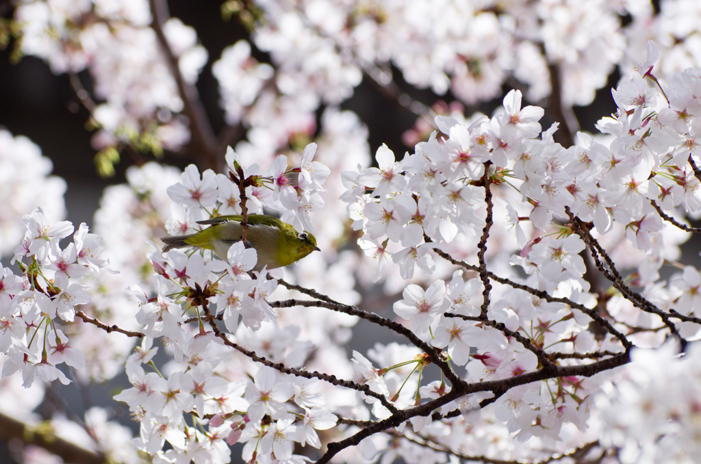 桜とメジロと