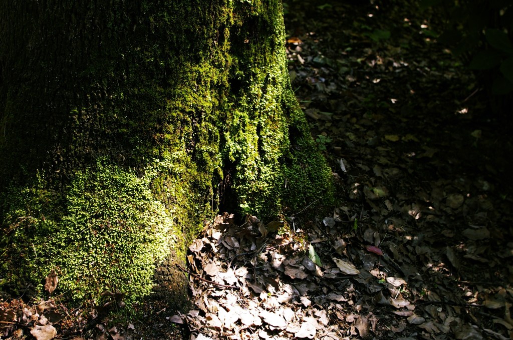 Moss